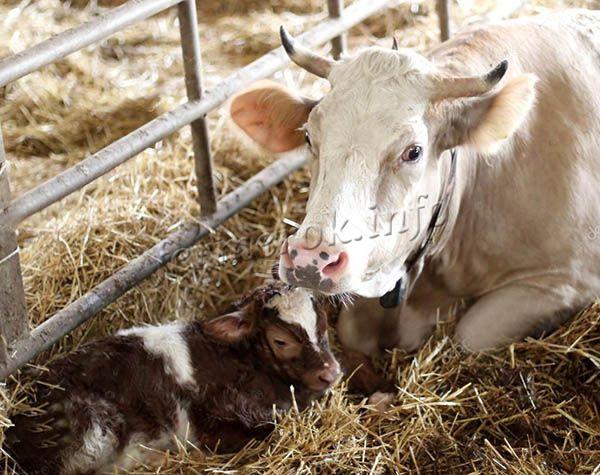 После родов корове приносят теленка, чтобы она его облизала