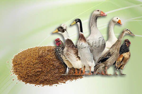 При добавлении кормовых дрожжей в рацион птицы повышается оплодотворенность яиц и выводимость молодняка
