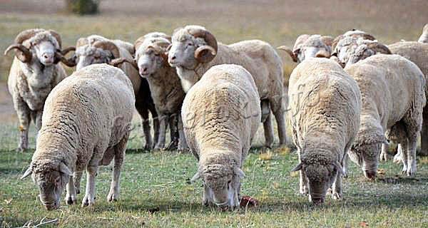 Ставропольская порода овец приспособлена к жизни в засушливых регионах