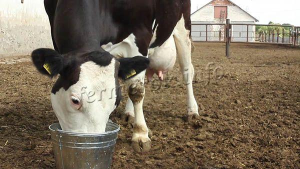 В питье корове перед отелом стоит добавлять сахар, чтобы не развился ацидоз