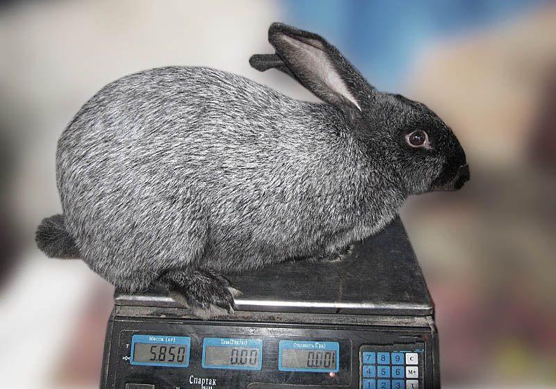 Вес кролей может доходить до 7 кг, но чаще около 5-6 кг