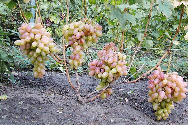 Фото розового винограда Тимур