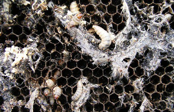 Колония Восковой моли способна напрочь уничтожить пчелиную семью