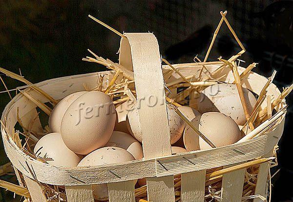Курица за год дает в среднем 300-320 яиц высокого качества