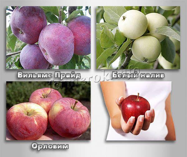 Лучшие летние сорта яблонь с описанием и фото