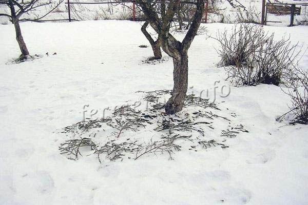 Морозы в -40 градусов дерево выносит без проблем