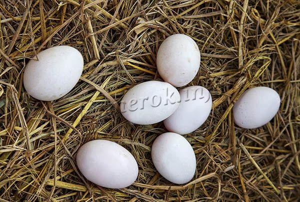 Несушка в год способна давать 200-245 яиц высокого качества