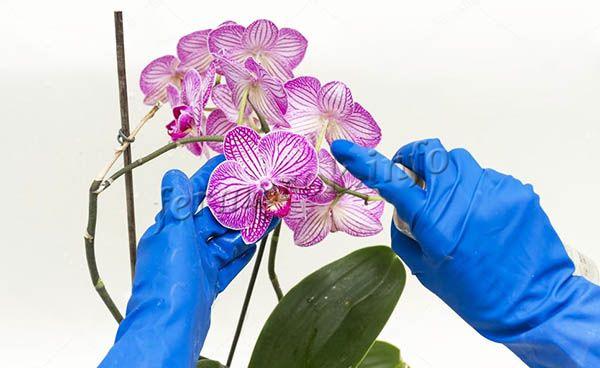Опрыскивание для орхидей полезно, если проводить его не часто