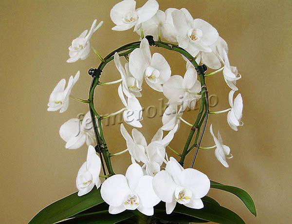 Орхидею Фаленопсис например, заставляют цвести зимой резким сокращением поливов