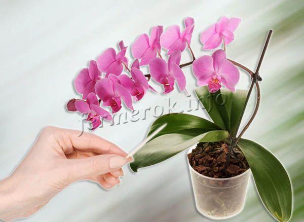 Понять, что орхидее необходима вода, можно с помощью зубочистки