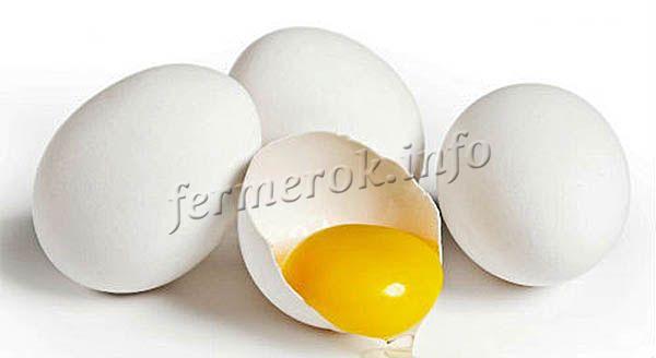 Примерно с года производительность несушек повышается до 350 яиц в год