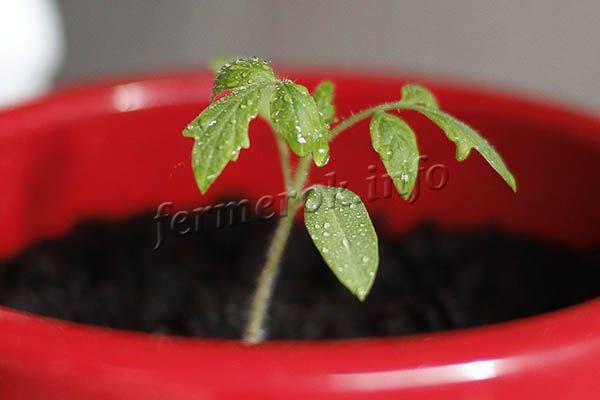 Рассада томатов Петруша огородник растет низкой и сильной, быстро наращивает листву