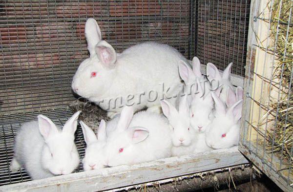 Самки в одном помете дают до 12 крольчат, но чаще всего 8-10