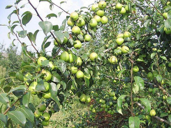 Со взрослого дерева за сезон можно собрать до 70 кг груш