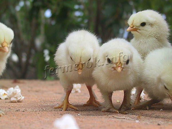 Цыплята крепкие, сильные, дружные, обычно держатся кучками