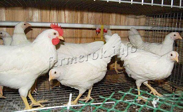 Цыплята полноценно развиваются только при условии, что их правильно кормят