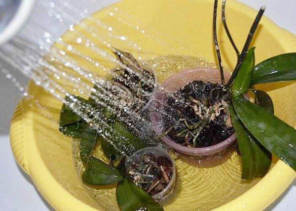 Теплый душ - это метод для растения сродни тропическому дождю