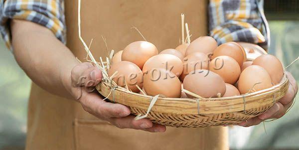 В год одна несушка дает примерно 350 яиц