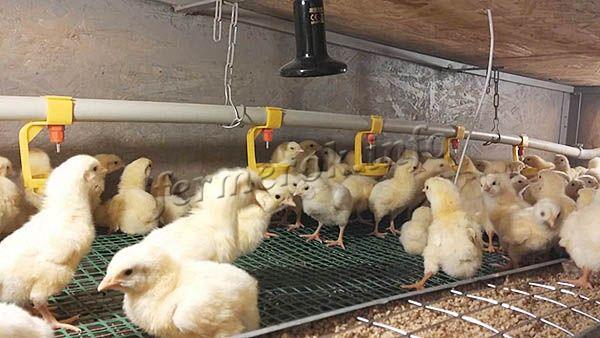 В первые дни жизни цыплят температура в брудере держится на уровне +27…+33 градусов по Цельсию