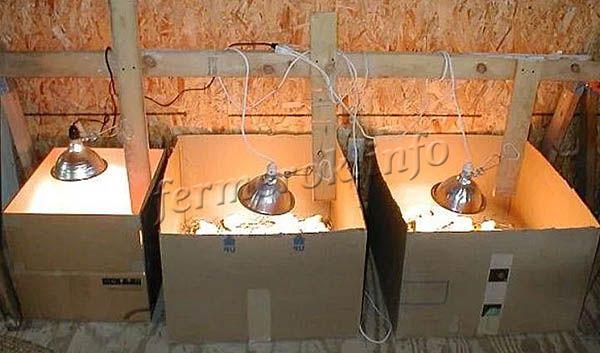 Временно роль брудера может выполнять простой картонный ящик с отверстиями для вентиляции и обогревом