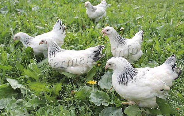 Выживаемость цыплят – 95%, но выживаемость взрослой птицы – 84%