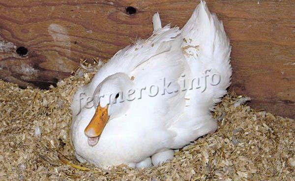 За один раз в гнездо под утку можно уложить до 20 яиц