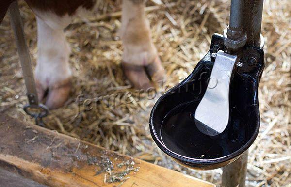 Автоматические поилки для КРС удобны тем, что вода поступает в них по мере питья животных