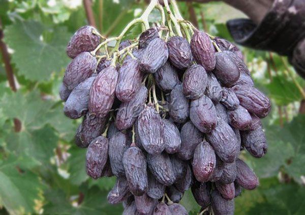 Если спелые грозди передержать на ветках, они начинают постепенно высыхать и становиться изюмом