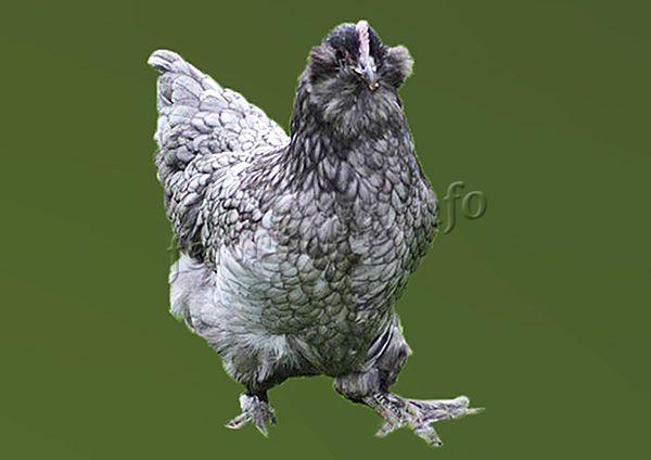 Фото курицы породы Голубая Фавероль
