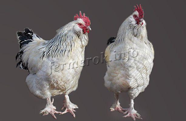Фото курицы породы Колумбийская Фавероль
