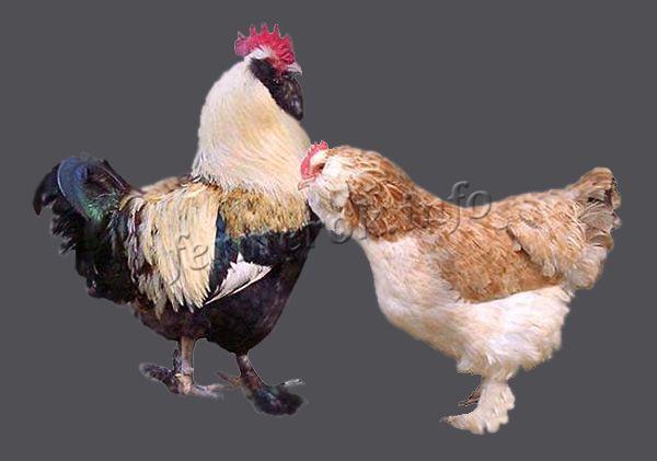 Фото курицы породы Лососевая Фавероль или Лахсхюнер