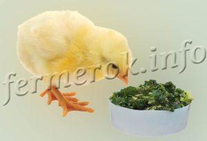 Летняя зеленая мешанка для цыплят