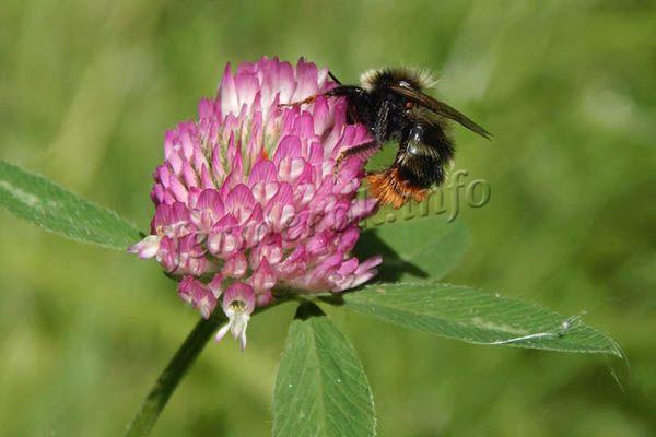 Пчелы собирают пыльцу розового, красного и белого клевера