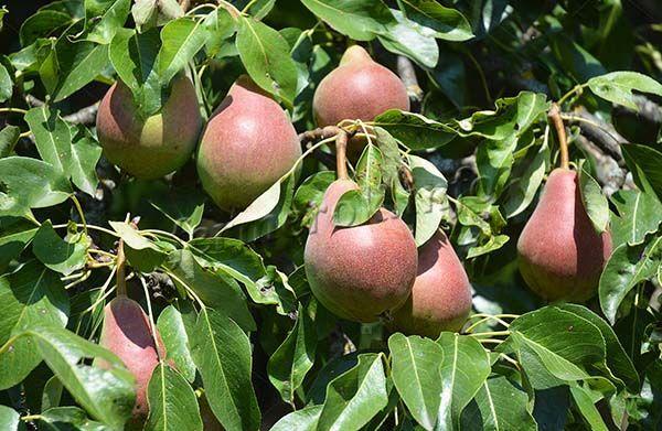 При правильных условиях можно с одного дерева собрать 15-20 кг плодов