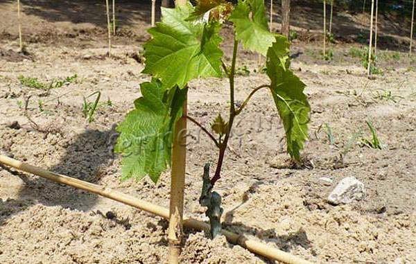 Сажать виноград этого сорта рекомендуется в апреле или начале мая