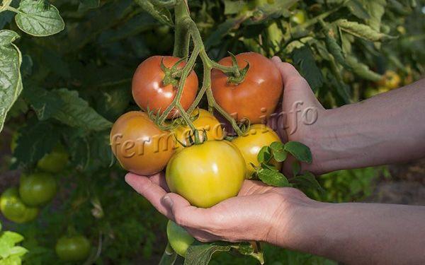 Собирают помидоры Джина по мере созревания урожая