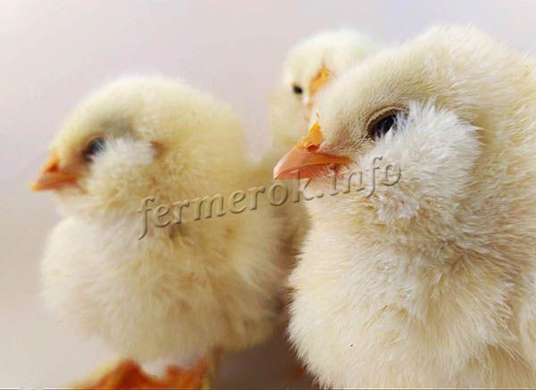 Цыплята быстро растут, хорошо набирают массу и обычно не болеют