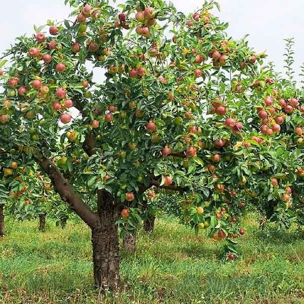 Яблоня Фуджи растет очень высокой, до 9 метров, если не контролировать ее рост