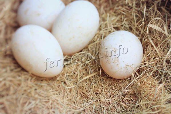 Яйценоскость за 9 месяцев – 200-245 яиц, яйца белого цвета, весом 90-95 г