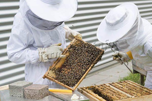Человек, который не занимается пчеловодством, может путать разные виды пчел