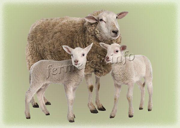 Фото Западно-сибирской породы овец