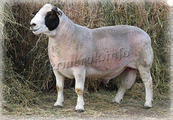 Фото породы овец Дорпер