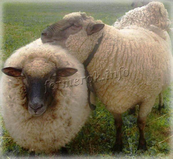 Фото породы овец Латвийская темноголовая