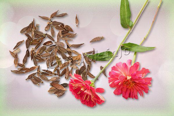 Фото цветка Цинии с семенами