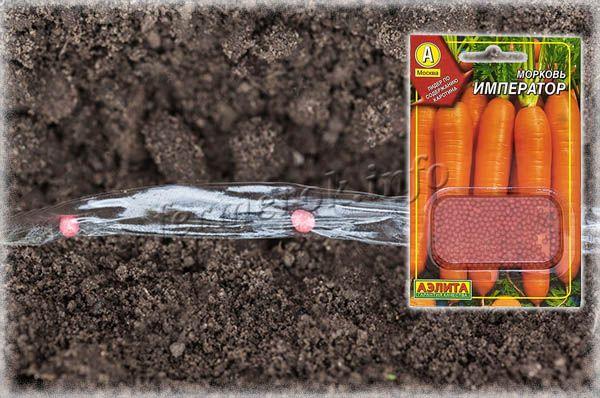 Очень эффективен посев дражированых семян моркови на водорастворимой ленте