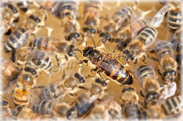 Рядом с маткой постоянно находятся пчелы-кормилицы, которые ее кормят пчелиным молочком