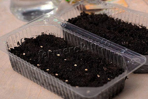 Семена сеют в ящики с грунтом примерно в марте