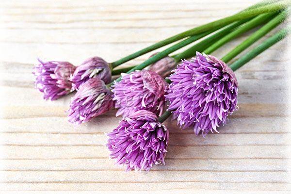 Цветы Шнитт-лука может быть от белого до фиолетового цвета