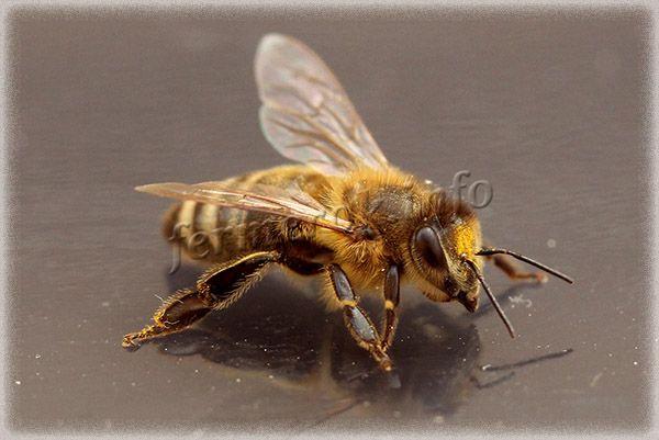 Все рабочие пчелы в улье являются женскими особями