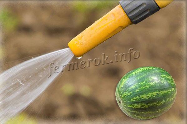 Земля, в которой растут арбузы, должна быть пропитана водой на 60-70 см